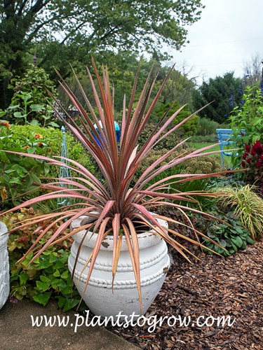 Coral Ti Plant (Cordyline australis) 
A very colorful plant growing in full sun .  Was purchased as a 1 gallon pot and this is how big it grew  in 4.5 months latter.  Picture taken in early September.
